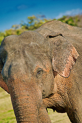 포토 JPG 해외이미지 동물 아시아 야생동물 자연 코끼리 국립공원 사람없음 초록색 환경 다양 보호 숲 생태계 생물학 서식지 동물상 무료 보호구역 생태학 스리랑카 해외포토 공원 교육 나라 컬러 다수 컨셉 포유류 조형물 구역 파일형식 이미지허브
