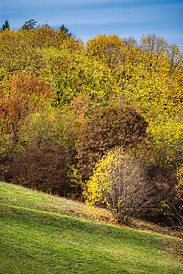포토 JPG 해외이미지 나무 식물 계절 공원 백그라운드 단풍 잎 패턴 오렌지 자연 풍경 사람없음 야외 목재 초록색 빛 컬러풀 뷰티 갈색 노란색 환경 활발 가을 나뭇가지 황금 숲 장면 내추럴 세르비아 해외포토 공공시설 컬러 컨셉 무늬 과일 재료 생태계 파일형식 이미지허브