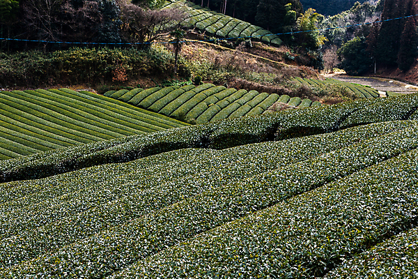 포토 JPG 해외이미지 전통 아시아 문화 음료 여행 잎 밭 농업 자연 동양인 풍경 경사 사람없음 초록색 농장 정원 일본 수확 시골 차 녹차 언덕 내추럴 교토 밭일 해외포토 식물 나라 산업 컬러 인종 차_음료 생태계 파일형식 이미지허브