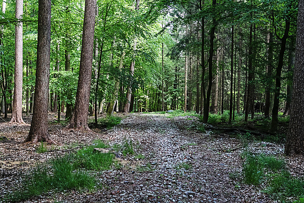 포토 JPG 해외이미지 나무 식물 계절 공원 길 백그라운드 잎 자연 벽지 아침 이끼 사람없음 초록색 빛 컬러풀 햇빛 태양 뷰티 환경 맑음 침묵 봄 안개 광선 신선 숲 신비 장면 신화 마법 내추럴 해외포토 주간 자연요소 공공시설 컬러 컨셉 날씨 소리 생태계 파일형식 이미지허브
