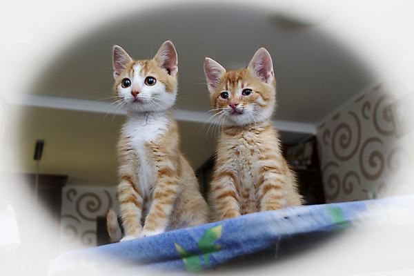 포토 JPG 해외이미지 동물 응시 행복 어린이 백그라운드 장난 포유류 친절 털 사랑 사람없음 일상 빨간색 반려동물 귀여움 고양이 우정 아기 작음 모피 솜털 돌봄 유래 동정 해외포토 시선 감정 컬러 컨셉 모션 사람 라이프 친구 크기 파일형식 이미지허브