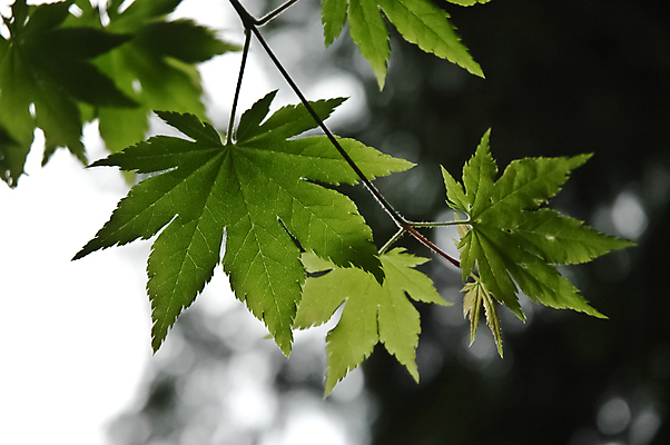 포토 JPG 해외이미지 나무 식물 계절 공원 백그라운드 단풍 잎 자연 하늘 건조 풍경 사람없음 야외 목재 초록색 여름 빛 뷰티 환경 정원 봄 성장 가을 나뭇가지 신선 가장자리 숲 질감 내추럴 떠남 블러 생태학 해외포토 공공시설 교육 컬러 재료 모션 둘레 생태계 파일형식 이미지허브