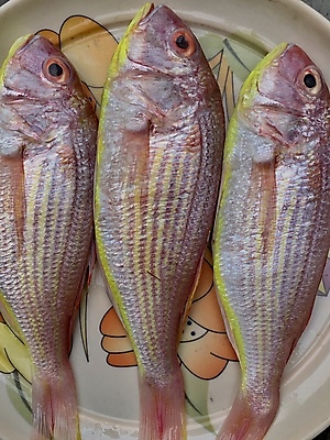 포토 JPG 해외이미지 동물 접시 음식 바다 분홍색 다이어트 재료 낚시 새우 건강 육류 어류 요리 사람없음 빨간색 머리 세일 얼음 식사 저녁식사 흰색 죽음 신선 잡기 입 시장 맛 구매 먹기 해산물 피부 날것 도미 지느러미 고등어 잉어 점심식사 거짓말 고립 소금물 송어 해외포토 자연요소 식기 컬러 컨셉 식재료 모션 레저 갑각류 신체부위 쇼핑 수중동물 파일형식 이미지허브