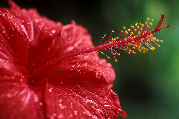 포토 JPG 해외이미지 자연 사람없음 야외 빨간색 히비스커스 해외포토 꽃 컬러 생태계 파일형식 이미지허브