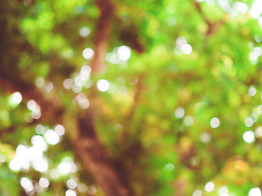 포토 JPG 해외이미지 나무 잎 자연 사람없음 빛 뷰티 봄 야간 소프트포커스 보케 블러 효과 해외포토 자연요소 식물 계절 촬영기법 생태계 파일형식 이미지허브