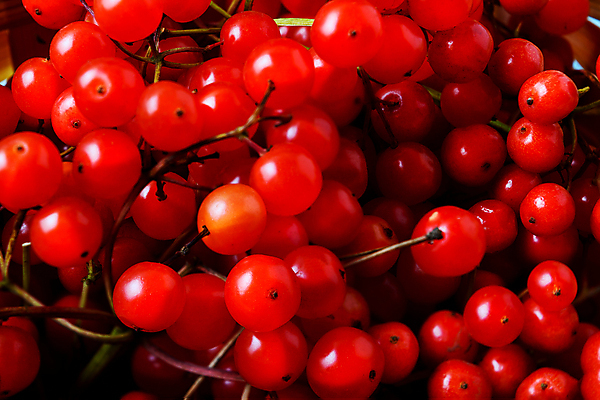 포토 JPG 해외이미지 계절 열매 음식 백그라운드 단풍 잎 다이어트 과일 재료 자연 탁자 휴가 디저트 건강 사람없음 목재 장식 빨간색 초록색 파란색 장미 식사 수확 시골 신선 달콤 정상 숲 11월 유기농 사냥 날것 10월 내추럴 숙성 크랜베리 해외포토 나무 식물 웰빙 꽃 컬러 가구 농업 날짜 맛 생태계 파일형식 이미지허브