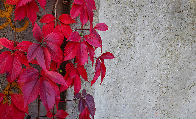포토 JPG 해외이미지 식물 외관 계절 벽 백그라운드 컨셉 잎 패턴 건축양식 자연 벽지 표면 추상 프레임 사람없음 건물 빨간색 갈색 우주 정원 블록 활발 회색 수확 성장 조약돌 시골 거친 질감 복고 아이비 내추럴 고체 그런지 석고 옛날 콘크리트 해외포토 건축물 건축 컬러 무늬 농업 돌_바위 생태계 파일형식 이미지허브