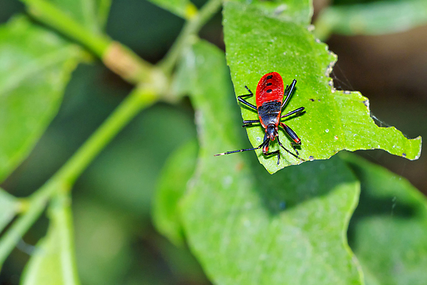 포토 JPG 해외이미지 동물 아시아 야생동물 곤충 절지류 자연 국립공원 사람없음 초록색 환경 다양 벌레 보호 숲 생태계 생물학 네팔 서식지 동물상 무료 보호구역 생태학 해외포토 공원 교육 나라 컬러 다수 컨셉 조형물 구역 파일형식 이미지허브