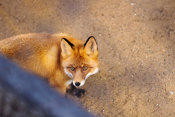 포토 JPG 해외이미지 주간 한마리 야생동물 사람없음 야외 올려보기 소프트포커스 여우 해외포토 자연요소 동물 1 포유류 모션 촬영기법 파일형식 이미지허브
