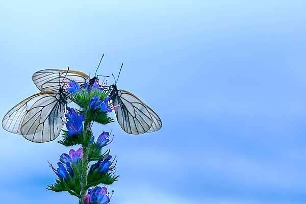 포토 JPG 해외이미지 동물 디자인 계절 꽃 실루엣 야생동물 나비 곤충 백그라운드 패턴 절지류 날개 자연 하늘 날리기 추상 안테나 미술 앉기 사람없음 야외 장식 여름 파란색 빛 뷰티 우주 환경 검은색 봄 줄무늬 활발 흰색 수집 생물학 나방 내추럴 취급주의 해외포토 식물 교육 컬러 컨셉 무늬 통신 모션 문화예술 촬영기법 경고 생태계 파일형식 이미지허브