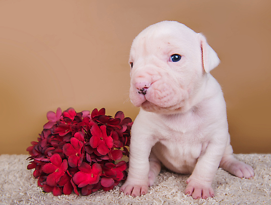 포토 JPG 해외이미지 꽃 새끼 실내 앉기 사람없음 반려동물 개 강아지 불독 해외포토 식물 동물 포유류 모션 내부 파일형식 이미지허브