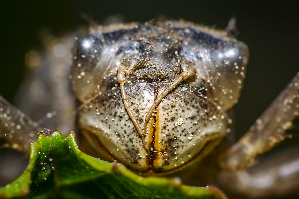 포토 JPG 해외이미지 식물 동물 계절 꽃 야생동물 곤충 잎 자연 휴식 안테나 사람없음 야외 옆모습 초록색 파란색 컬러풀 뷰티 터치 벚꽃 용 잠 잠자리 작음 유연 생물학 꽃가루 촉수 기어가기 썩음 해외포토 교육 뷰포인트 컬러 컨셉 통신 모션 크기 가루 생태계 파일형식 이미지허브