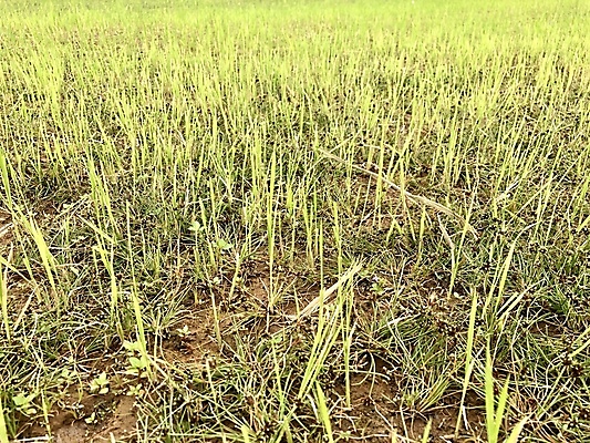 포토 JPG 해외이미지 식물 아시아 음식 농업 자연 하늘 밥 옥수수 이끼 풍경 잔디 사람없음 야외 초록색 여름 파란색 농작물 농장 정원 봄 성장 가을 시골 낟알 밀 내추럴 논밭 해외포토 계절 나라 산업 컬러 밭 곡류 논 생태계 파일형식 이미지허브