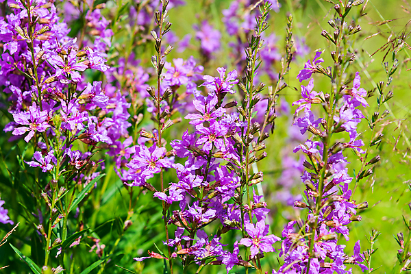포토 JPG 해외이미지 식물 계절 꽃 백그라운드 잎 꽃무늬 밭 자연 풍경 사람없음 야외 초록색 여름 햇빛 태양 뷰티 머리 환경 정원 맑음 보라색 봄 성장 벚꽃 신선 개화 정상 장면 라일락 내추럴 생태학 많음 해외포토 자연요소 교육 컬러 컨셉 무늬 농업 날씨 신체부위 생태계 파일형식 이미지허브