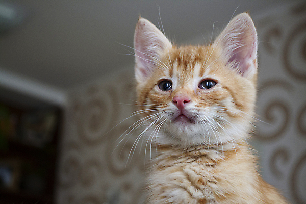 포토 JPG 해외이미지 동물 응시 꽃 백그라운드 장난 포유류 자연 놀이 털 사람없음 빨간색 빛 반려동물 고양이 목장 흰색 아기 작음 호기심 얼룩무늬 솜털 생강 거짓말 기르기 동물상 해외포토 식물 시선 감정 컬러 컨셉 무늬 채소 사람 조형물 크기 생태계 돌봄 파일형식 이미지허브