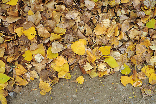 포토 JPG 해외이미지 식물 디자인 계절 도로 백그라운드 잎 자연 날씨 사람없음 목재 태양 노란색 변화 떨어짐 숲 9월 10월 내추럴 해외포토 자연요소 나무 길 컬러 컨셉 재료 교통시설 날짜 생태계 파일형식 이미지허브