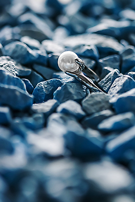 포토 JPG 해외이미지 장신구 실내 사람없음 뷰티 조약돌 반지 화려 우아함 보석 파란배경 진주 해외포토 백그라운드 컨셉 내부 파란색 돌_바위 광석 파일형식 이미지허브