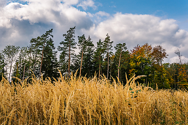 포토 JPG 해외이미지 나무 계절 백그라운드 잎 오렌지 자연 휴가 따뜻함 사람없음 책 빨간색 초록색 빛 컬러풀 노란색 산책 하이킹 시골 신선 황금 숲 11월 인도인 뿌리 10월 내추럴 방법 해외포토 외국인 식물 컬러 과일 레저 휴식 동양인 날짜 생태계 파일형식 이미지허브