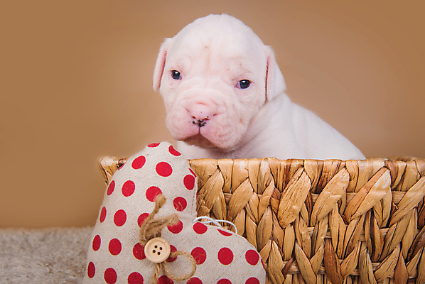 포토 JPG 해외이미지 새끼 크리스마스 실내 사랑 앉기 사람없음 반려동물 바구니 하트 개 강아지 불독 해외포토 모양 동물 기념일 감정 포유류 모션 내부 파일형식 이미지허브