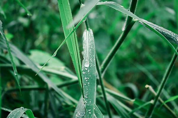 포토 JPG 해외이미지 식물 라이프스타일 계절 꽃 백그라운드 단풍 잎 겨울 자연 아침 날씨 추상 사람없음 아웃포커스 가로 물 빛 컬러풀 햇빛 뷰티 환경 거품 젖음 성장 신선 액체 떨어짐 이슬 빗방울 사회이슈 순수 환경보전 유기농 해외포토 주간 자연요소 웰빙 컬러 컨셉 무늬 촬영기법 생활 태양 비_날씨 생태계 파일형식 이미지허브