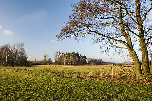 포토 JPG 해외이미지 나무 백그라운드 잎 밭 자연 하늘 날씨 사람없음 목재 초록색 파란색 빛 뷰티 환경 맑음 봄 큼 해외포토 식물 계절 컬러 농업 재료 크기 생태계 파일형식 이미지허브