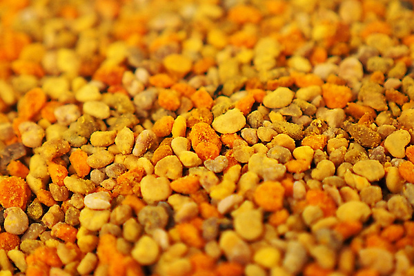 포토 JPG 해외이미지 식물 계절 꽃 곤충 백그라운드 잎 꽃무늬 자연 사람없음 초록색 여름 뷰티 노란색 정원 봄 벚꽃 신선 닫기 벌 유기농 꽃가루 꿀 내추럴 해외포토 동물 웰빙 컬러 무늬 모션 가루 생태계 파일형식 이미지허브