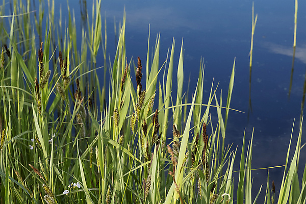 포토 JPG 해외이미지 나무 식물 공원 호수 백그라운드 잎 자연 하늘 휴식 잔디 사람없음 야외 초록색 물 파란색 반사 환경 맑음 침묵 봄 거울 흰색 시골 가장자리 숲 장면 서식지 배수구 대칭 파라다이스 해외포토 자연요소 계절 공공시설 컬러 컨셉 날씨 소리 둘레 생태계 파일형식 이미지허브