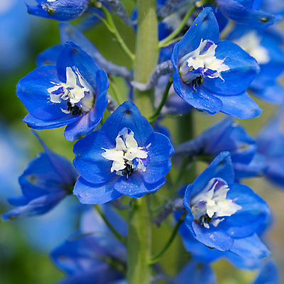 포토 JPG 해외이미지 식물 계절 꽃잎 꽃 잎 꽃무늬 자연 사람없음 야외 환경 정원 성장 벚꽃 신선 개화 닫기 관목 생태계 원예 화단 내추럴 영원 해외포토 나무 무늬 모션 취미 파일형식 이미지허브