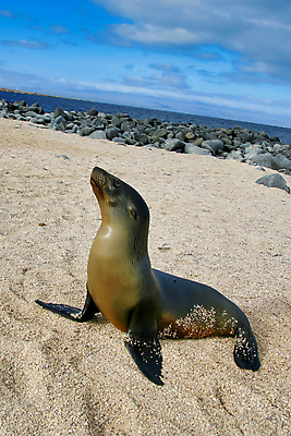 포토 JPG 해외이미지 동물 야생동물 자연 국립공원 사람없음 초록색 환경 미국 다양 세계문화유산 보호 생태계 생물학 에콰도르 갈라파고스 서식지 동물상 무료 보호구역 생태학 해외포토 공원 교육 컬러 다수 컨셉 북아메리카 조형물 문화재 남아메리카 구역 파일형식 이미지허브