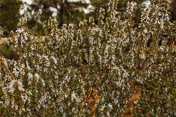 포토 JPG 해외이미지 식물 꽃 잎 꽃무늬 재료 자연 벽지 사람없음 장식 초록색 보라색 봄 벚꽃 흰색 신선 양념 개화 맛 다발 지중해 허브 향신료 유기농 향기 냄새 아로마 향 상록수 아로마테라피 로즈메리 내추럴 바이오 숙성 영원 그리너리 해외포토 웰빙 계절 바다 컬러 컨셉 무늬 생태계 테라피 향미료 파일형식 트랜드컬러 이미지허브