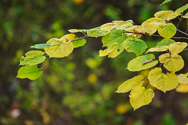 포토 JPG 해외이미지 나무 식물 계절 공원 백그라운드 단풍 잎 패턴 오렌지 자연 사람없음 야외 목재 초록색 빛 컬러풀 뷰티 갈색 노란색 환경 활발 나뭇가지 황금 숲 장면 내추럴 세르비아 해외포토 공공시설 컬러 컨셉 무늬 과일 재료 생태계 파일형식 이미지허브