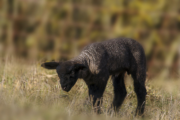 포토 JPG 해외이미지 동물 전통 계절 기독교 종교 백그라운드 십자가 밭 포유류 자연 휴가 부활절 육류 사람없음 초록색 여름 농장 농경지 마을 성경 봄 시골 축하 아기 신생아 양 예수 달콤 군중 방목 언덕 신성 솜털 양고기 양모 해외포토 기념일 컬러 컨셉 농업 식재료 종교용품 사람 직물 신_종교 맛 축산업 생태계 파일형식 이미지허브