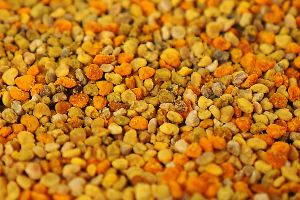 포토 JPG 해외이미지 식물 계절 꽃 곤충 백그라운드 잎 꽃무늬 자연 사람없음 초록색 뷰티 노란색 정원 봄 벚꽃 신선 닫기 유기농 꽃가루 꿀 내추럴 해외포토 동물 웰빙 컬러 무늬 모션 가루 생태계 파일형식 이미지허브