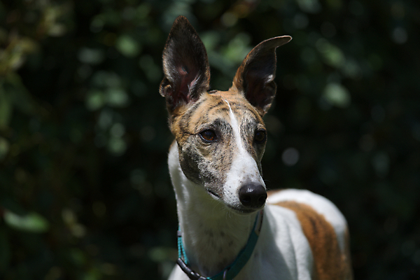 포토 JPG 해외이미지 주간 동물 1 응시 감정 얼굴 백그라운드 포유류 수염 주택 털 사람없음 야외 초록색 반려동물 햇빛 정원 기댐 어둠 회색 흰색 표현 구출 닫기 개 묘사 코 시력 보케 사냥개 귀 송곳니 경보 고립 대칭 해외포토 자연요소 시선 컬러 모션 건물 신체부위 태양 도움 치아 파일형식 이미지허브