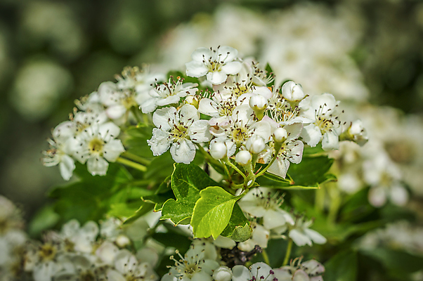 포토 JPG 해외이미지 나무 식물 계절 꽃잎 꽃 백그라운드 꽃무늬 과일 자연 친절 사람없음 야외 장식 뷰티 새싹 우주 정원 봄 성장 벚꽃 나뭇가지 개화 체리 사과 4월 내추럴 해외포토 무늬 날짜 생태계 파일형식 이미지허브