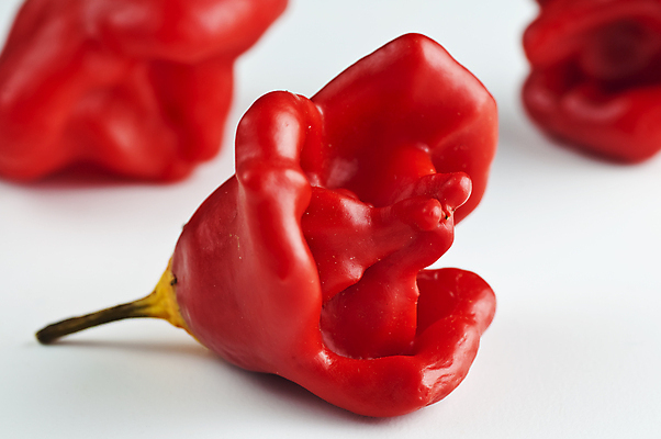 포토 JPG 해외이미지 농업 채소 고추 파프리카 사람없음 장식 빨간색 종 신선 뜨거움 맛 널 향신료 매움 날카로움 후추 숙성 캡모자 해외포토 모자_잡화 산업 컬러 컨셉 향미료 파일형식 이미지허브