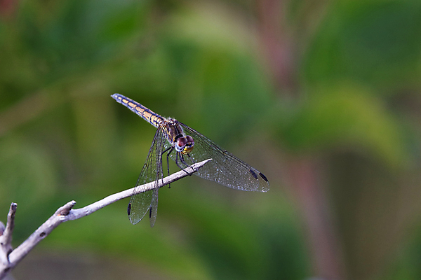 포토 JPG 해외이미지 동물 여자 야생동물 곤충 백그라운드 날개 자연 종류 앉기 사람없음 가로 초록색 파란색 뷰티 노란색 환경 사진촬영 나뭇가지 막대기 벌레 잠자리 흉부 꼬리 해군 서식지 내추럴 남아프리카 해외포토 나무 컬러 모션 아프리카 군대 사람 촬영 호흡기관 생태계 파일형식 이미지허브