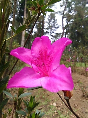 포토 JPG 해외이미지 식물 꽃 분홍색 백그라운드 잎 꽃무늬 농업 자연 벽지 검은배경 추상 사랑 미술 사람없음 야외 초록색 빛 뷰티 장미 정원 어둠 봄 벚꽃 개화 소프트포커스 진달래 다발 관목 가득함 원예 해외포토 나무 계절 감정 산업 컬러 무늬 문화예술 촬영기법 취미 검은색 생태계 파일형식 이미지허브