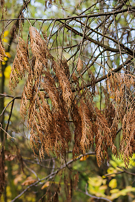 포토 JPG 해외이미지 나무 식물 계절 공원 백그라운드 단풍 잎 패턴 오렌지 자연 풍경 사람없음 야외 목재 초록색 빛 컬러풀 뷰티 갈색 노란색 환경 활발 가을 나뭇가지 황금 숲 장면 내추럴 세르비아 해외포토 공공시설 컬러 컨셉 무늬 과일 재료 생태계 파일형식 이미지허브