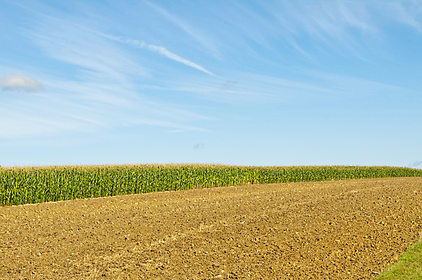 포토 JPG 해외이미지 음식 밭 농업 재료 하늘 옥수수 요리 사람없음 파란색 농작물 컬러풀 그리기 낟알 시리얼 보리 팝콘 장면 방법 해외포토 산업 컬러 모션 곡류 파일형식 이미지허브