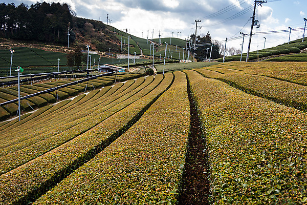 포토 JPG 해외이미지 전통 아시아 문화 음료 여행 잎 밭 농업 자연 동양인 경사 사람없음 초록색 농장 정원 일본 수확 시골 녹차 언덕 내추럴 교토 밭일 해외포토 식물 나라 산업 컬러 인종 차_음료 생태계 파일형식 이미지허브