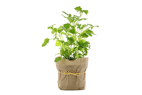 포토 JPG 해외이미지 식물 음식 백그라운드 잎 꽃무늬 재료 자연 건강 요리 사람없음 초록색 약 흰색 나뭇가지 신선 양념 차 맛 약초 냄비 자르기 레몬 민트 허브 향신료 오브젝트 유기농 생태계 날것 향기 아로마 향료 향 내추럴 고립 치료제 해외포토 나무 웰빙 꽃 음료 컬러 컨셉 무늬 과일 의학 모션 풀_식물 솥 냄새 향미료 파일형식 이미지허브