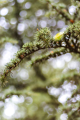 포토 JPG 해외이미지 나무 식물 계절 공원 백그라운드 단풍 잎 패턴 오렌지 자연 사람없음 야외 목재 초록색 빛 컬러풀 뷰티 갈색 노란색 환경 활발 나뭇가지 황금 숲 장면 내추럴 세르비아 해외포토 공공시설 컬러 컨셉 무늬 과일 재료 생태계 파일형식 이미지허브