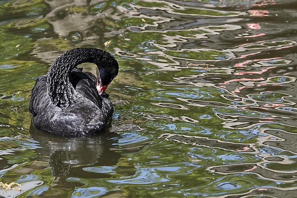 포토 JPG 해외이미지 동물 커플 공원 행복 호수 야생동물 백그라운드 컨셉 2 가족 자연 조류 사랑 사람없음 야외 빨간색 물 파란색 반사 평화 우주 맑음 검은색 수영 연못 작음 깃털 부리 백조 솜털 벙어리 웅장함 해외포토 자연요소 공공시설 감정 컬러 관계 날씨 수상스포츠 크기 생태계 파일형식 이미지허브