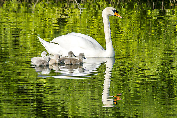 포토 JPG 해외이미지 주간 호수 여러마리 사람없음 야외 백조 해외포토 자연요소 다수 조류 파일형식 이미지허브