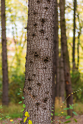 포토 JPG 해외이미지 나무 식물 계절 공원 백그라운드 단풍 잎 패턴 오렌지 자연 사람없음 야외 목재 초록색 빛 컬러풀 뷰티 갈색 노란색 환경 활발 나뭇가지 황금 숲 장면 내추럴 세르비아 해외포토 공공시설 컬러 컨셉 무늬 과일 재료 생태계 파일형식 이미지허브