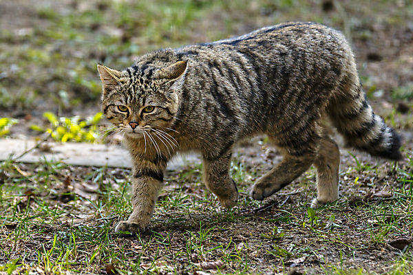 포토 JPG 해외이미지 동물 야생동물 백그라운드 포유류 자연 수염 국립공원 사람없음 야외 반려동물 고양이 줄무늬 분노 황무지 치아 숲 무서움 코 꼬리 사냥 귀 육식동물 사냥꾼 얼룩무늬 멸종 발톱 집게발 해외포토 직업 공원 감정 무늬 발 신체부위 소화기관 생태계 파일형식 이미지허브
