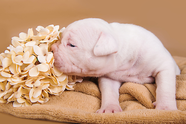 포토 JPG 해외이미지 꽃 새끼 실내 앉기 사람없음 반려동물 개 강아지 불독 해외포토 식물 동물 포유류 모션 내부 파일형식 이미지허브