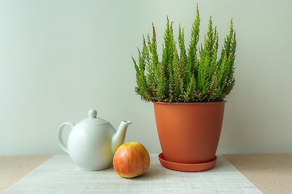 포토 JPG 해외이미지 디자인 꽃 음료 백그라운드 과일 탁자 주전자 사람없음 장식 초록색 정원 봄 흰색 신선 도자기 냄비 사과 찻주전자 복고 고립 백자 해외포토 식물 계절 컬러 가구 주방용품 솥 파일형식 이미지허브