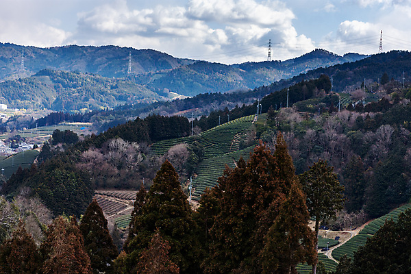 포토 JPG 해외이미지 전통 아시아 문화 음료 여행 잎 밭 농업 자연 동양인 풍경 경사 사람없음 초록색 농장 정원 일본 수확 시골 차 녹차 언덕 내추럴 교토 밭일 해외포토 식물 나라 산업 컬러 인종 차_음료 생태계 파일형식 이미지허브